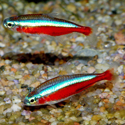Cardinal Tetra Fish (Paracheirodon axelrodi) – Nano Freshwater Aquarium Fish
