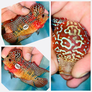 Flowerhorn Kamfa F3 # 103