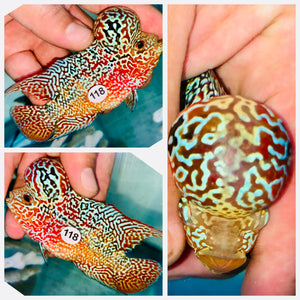 Flowerhorn Kamfa F3 # 118