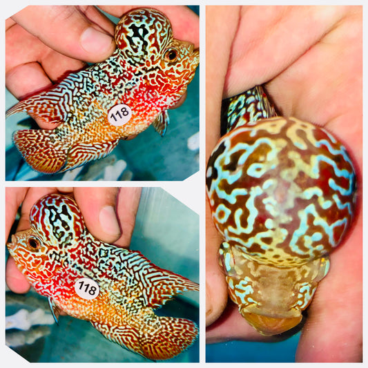 Flowerhorn Kamfa F3 # 118