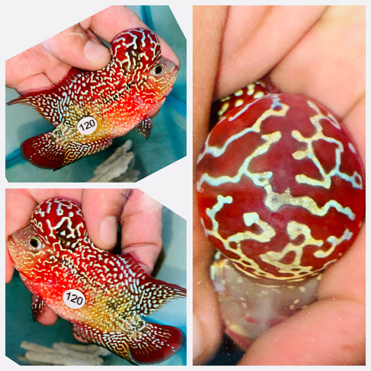 Flowerhorn Kamfa F3 # 120