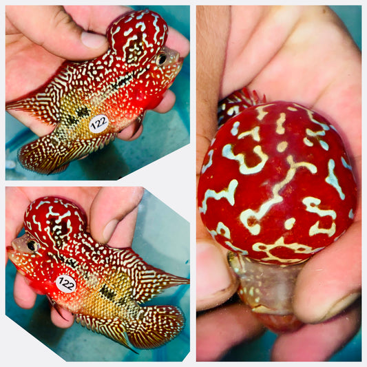 Flowerhorn Kamfa F3 # 122