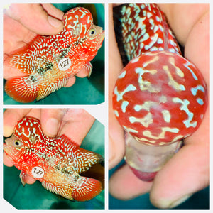 Flowerhorn Kamfa F3 # 127