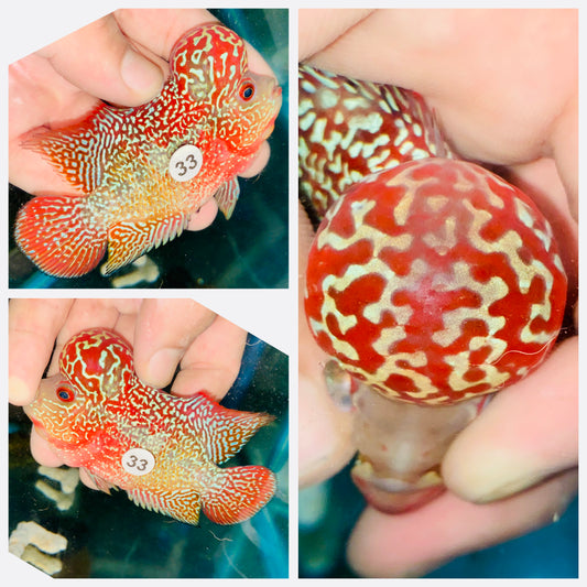 Flowerhorn Kamfa F3 # 33