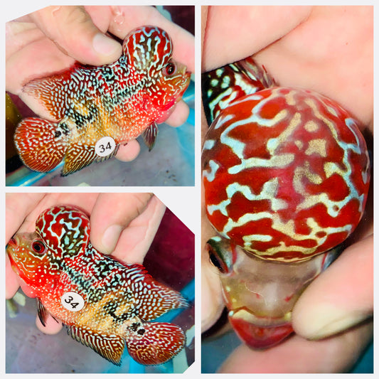 Flowerhorn Kamfa F3 # 34