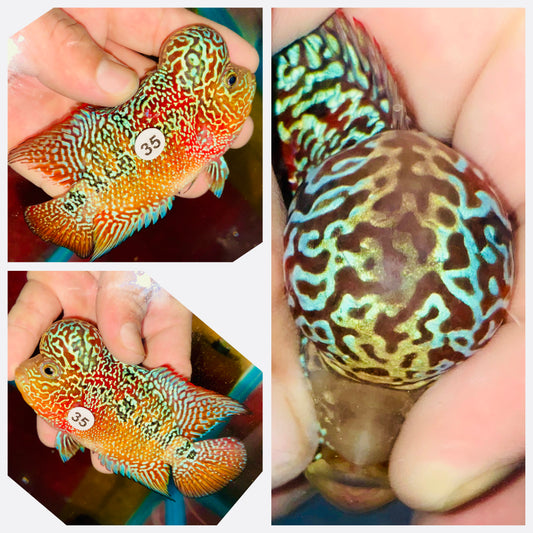 Flowerhorn Kamfa F3 # 35