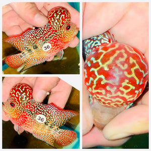 Flowerhorn Kamfa F3 # 36