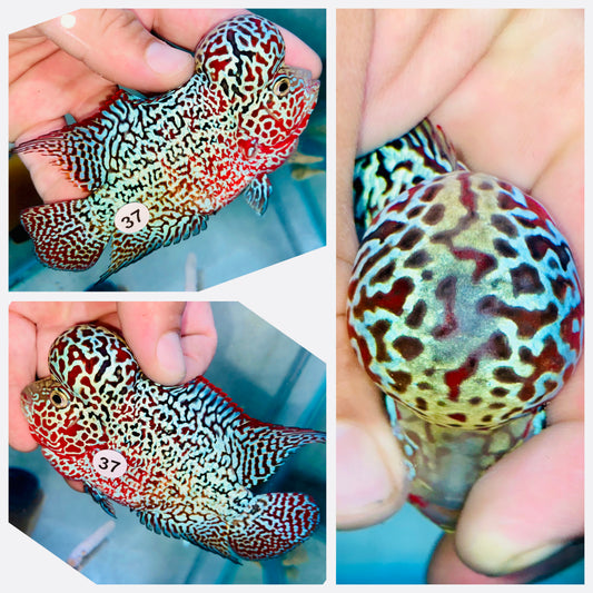 Flowerhorn Kamfa F3 # 37