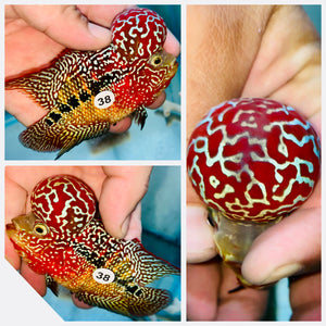 Flowerhorn Kamfa F3 # 38