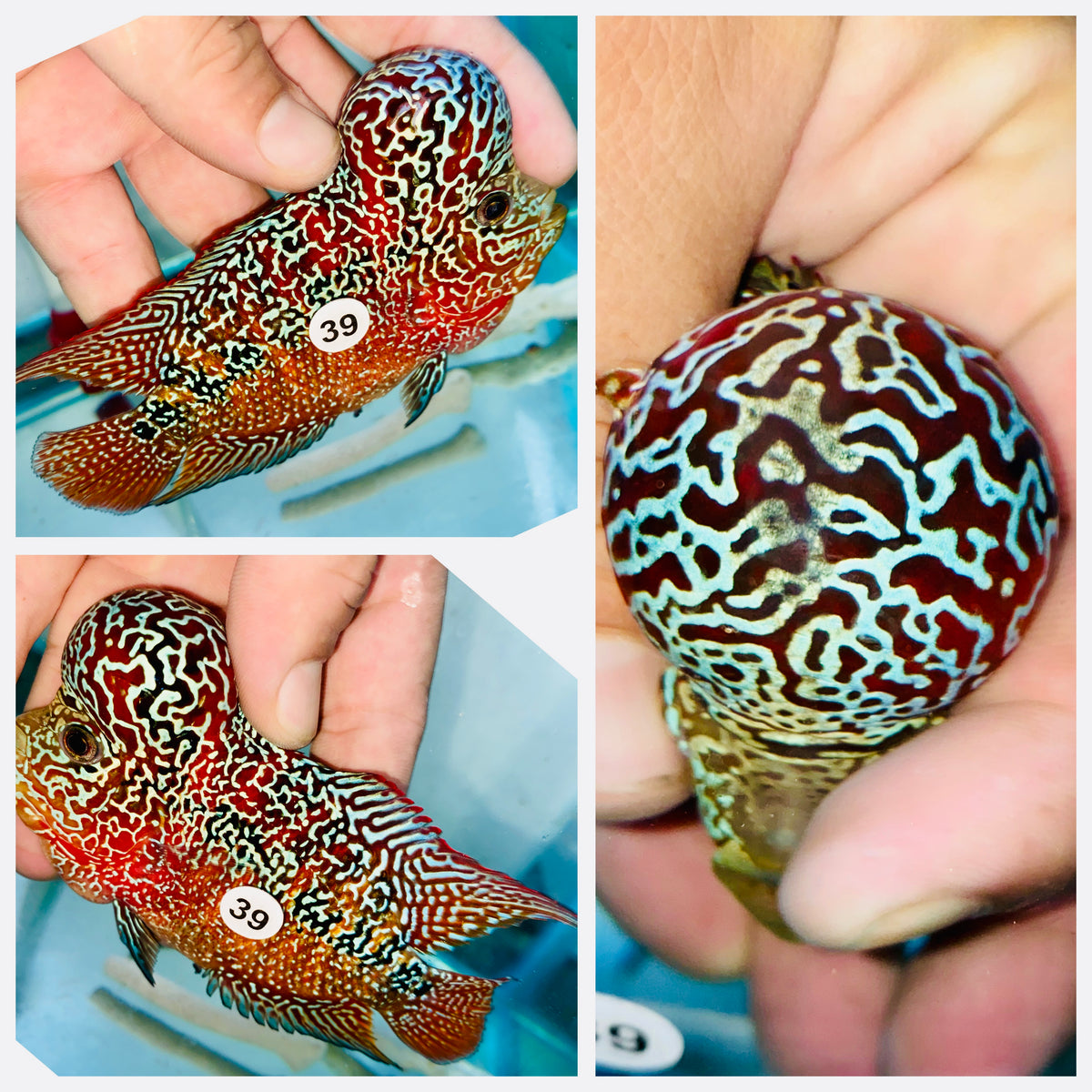 Flowerhorn Kamfa F3 # 39