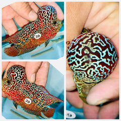 Flowerhorn Kamfa F3 # 39