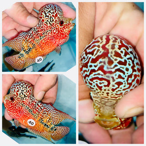 Flowerhorn Kamfa F3 # 40