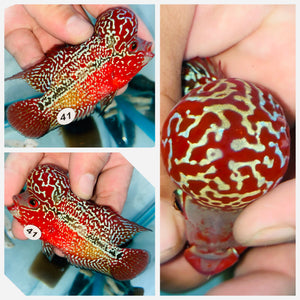 Flowerhorn Kamfa F3 # 41