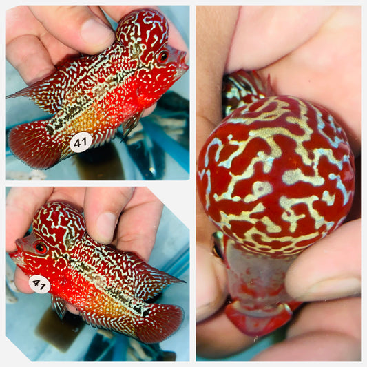 Flowerhorn Kamfa F3 # 41