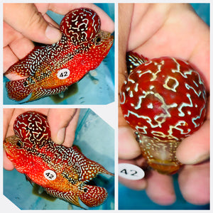 Flowerhorn Kamfa F3 # 42