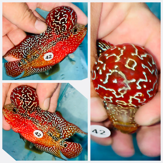 Flowerhorn Kamfa F3 # 42