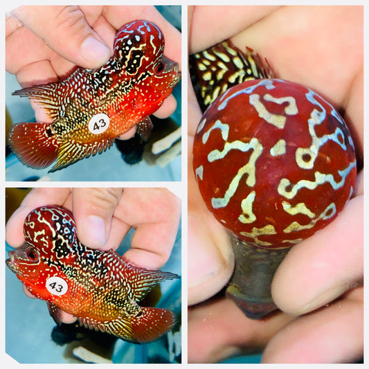 Flowerhorn Kamfa F3 # 43