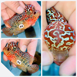 Flowerhorn Kamfa F3 # 44