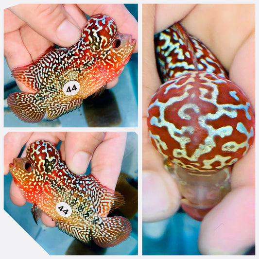 Flowerhorn Kamfa F3 # 44