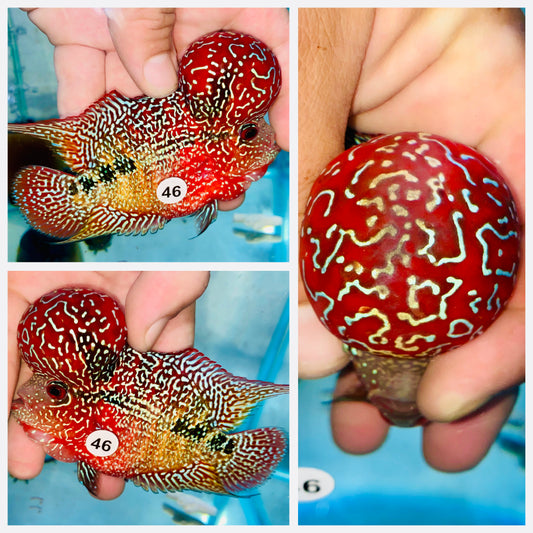 Flowerhorn Kamfa F3 # 46