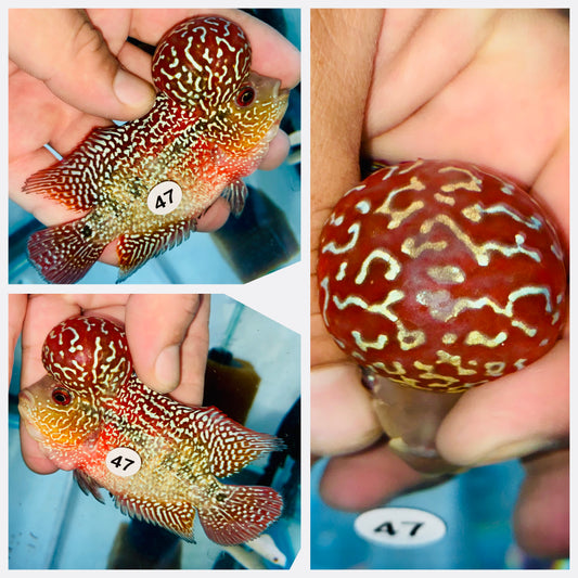 Flowerhorn Kamfa F3 # 47