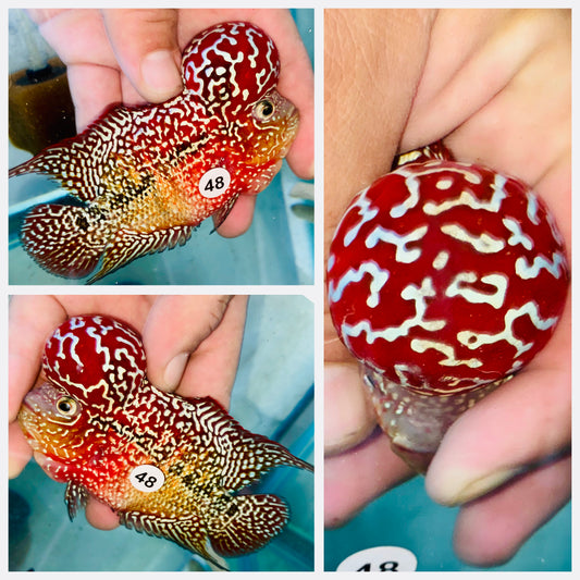 Flowerhorn Kamfa F3 # 48