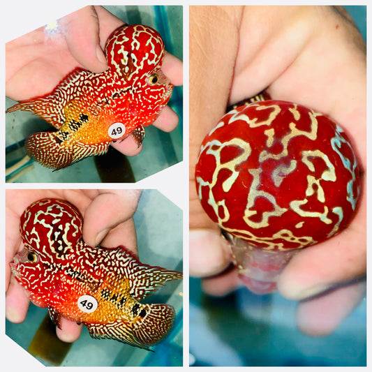 Flowerhorn Kamfa F3 # 49