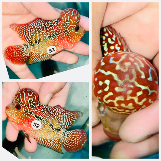 Flowerhorn Kamfa F3 # 52