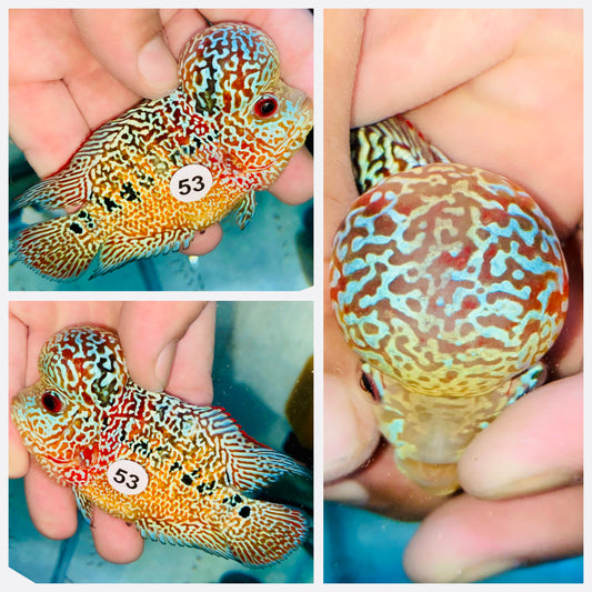 Flowerhorn Kamfa F3 # 53