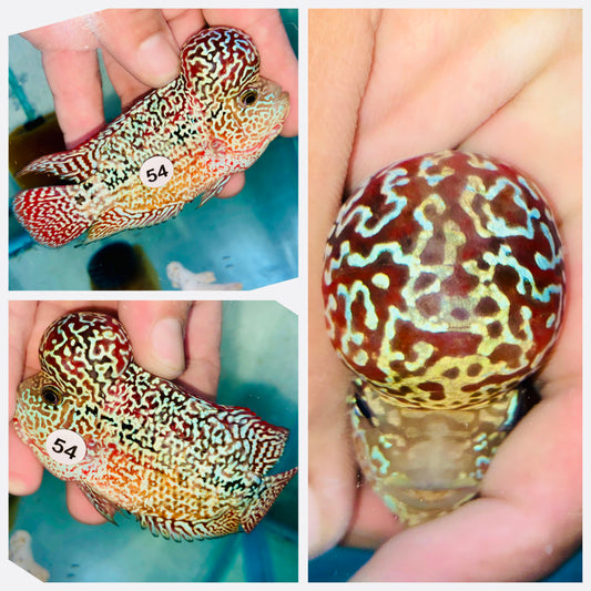 Flowerhorn Kamfa F3 # 54