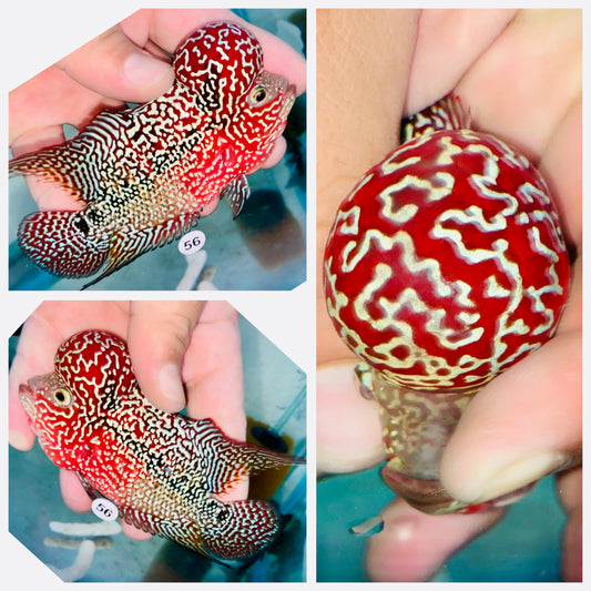 Flowerhorn Kamfa F3 # 56