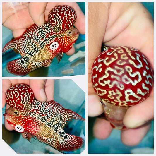 Flowerhorn Kamfa F3 # 57