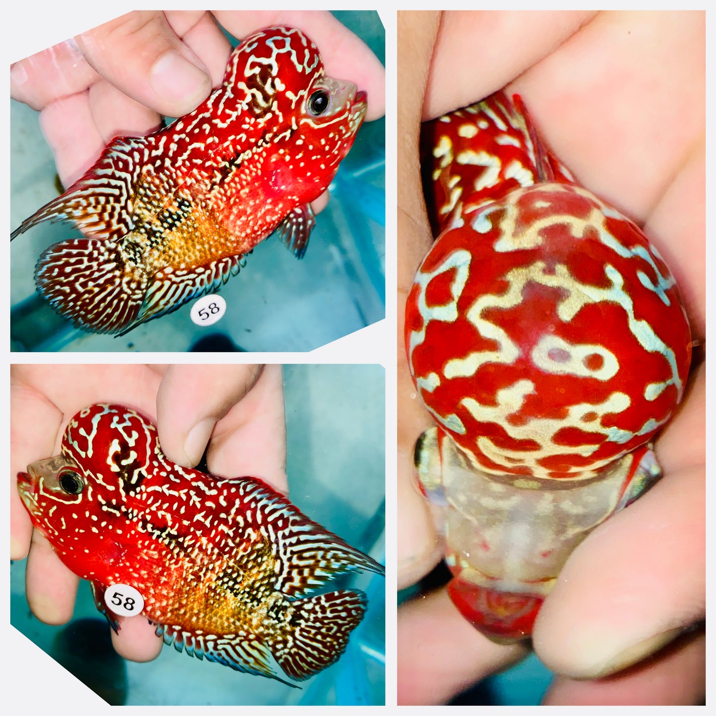 Flowerhorn Kamfa F3 # 58