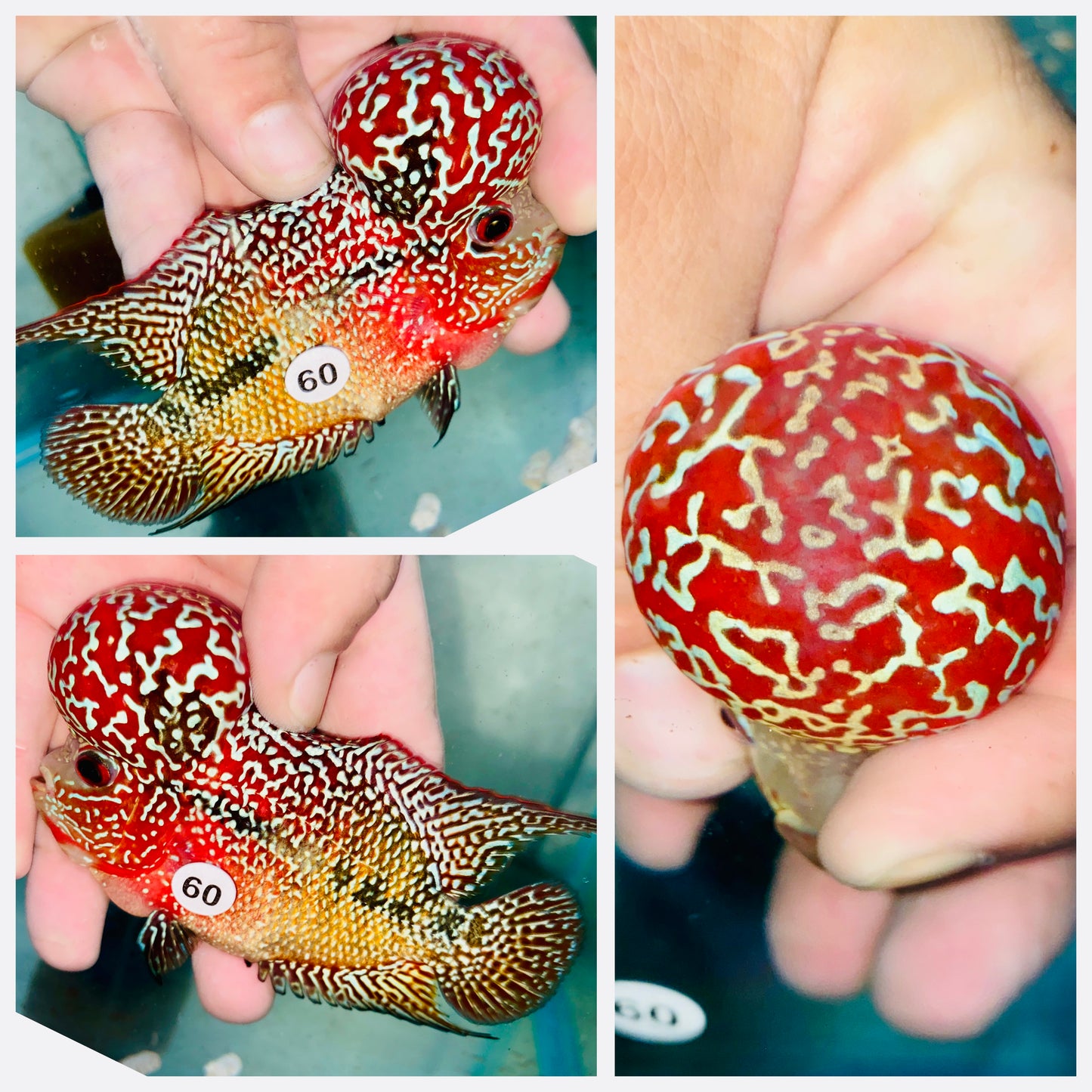 Flowerhorn Kamfa F3 # 60