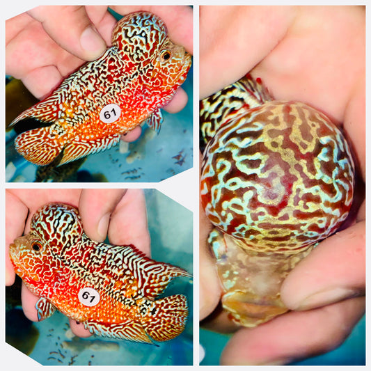 Flowerhorn Kamfa F3 # 61