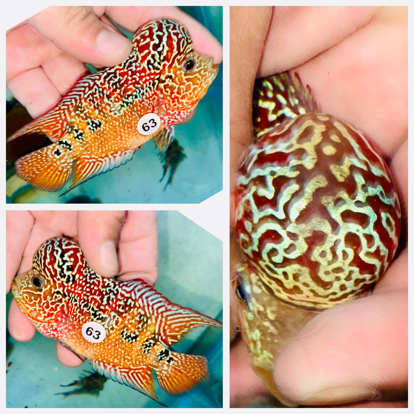 Flowerhorn Kamfa F3 # 63