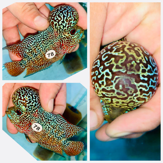 Flowerhorn Kamfa F3 # 78