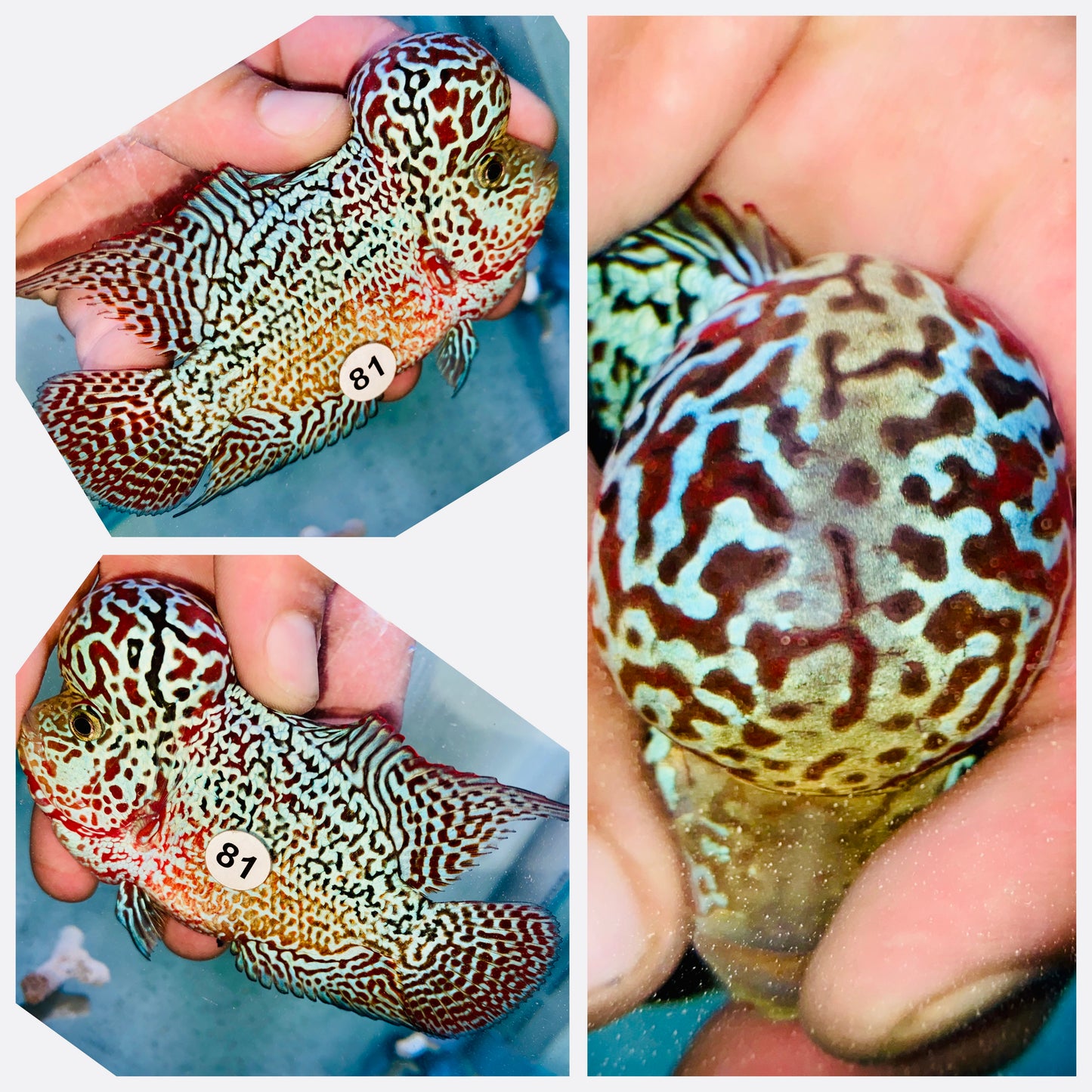 Flowerhorn Kamfa F3 # 81