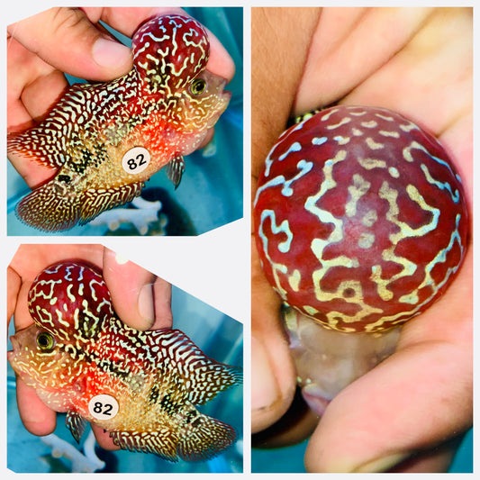 Flowerhorn Kamfa F3 # 82