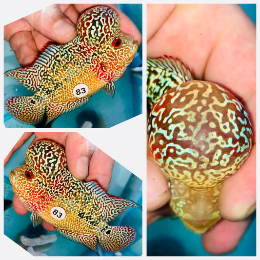 Flowerhorn Kamfa F3 # 83