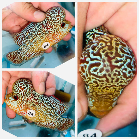 Flowerhorn Kamfa F3 # 84