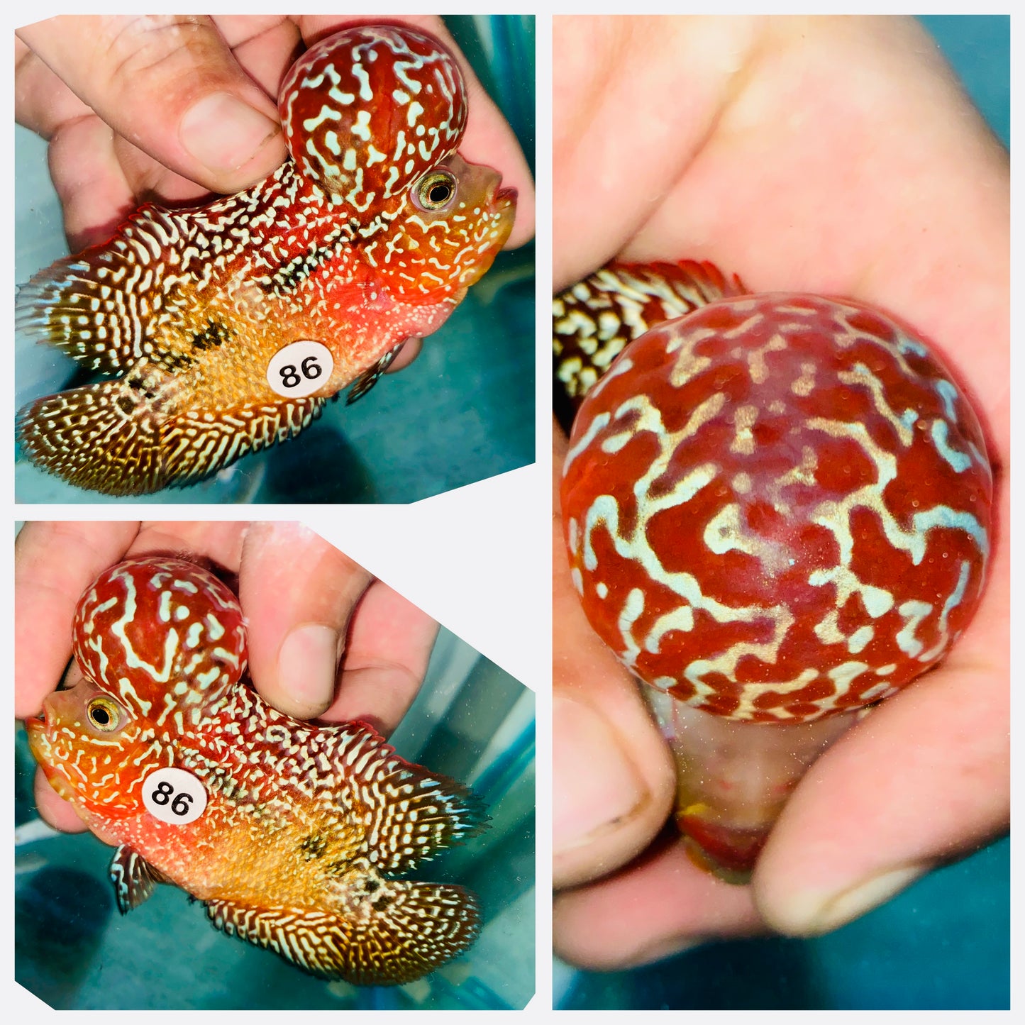 Flowerhorn Kamfa F3 # 86