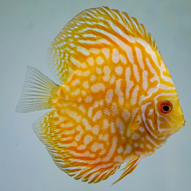 Golden Checkerboard Discus