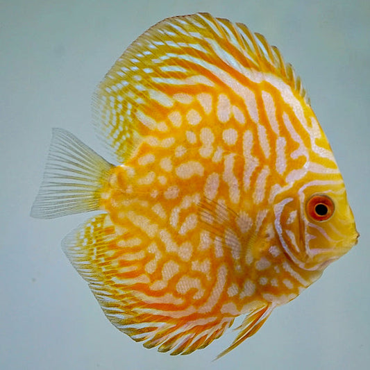 Golden Checkerboard Discus
