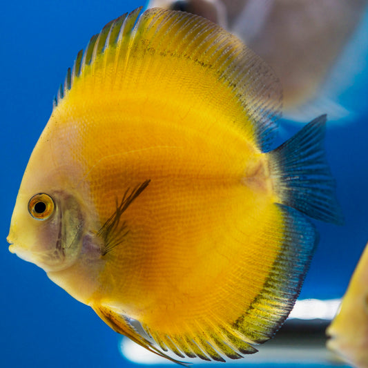 Golden Melon Discus