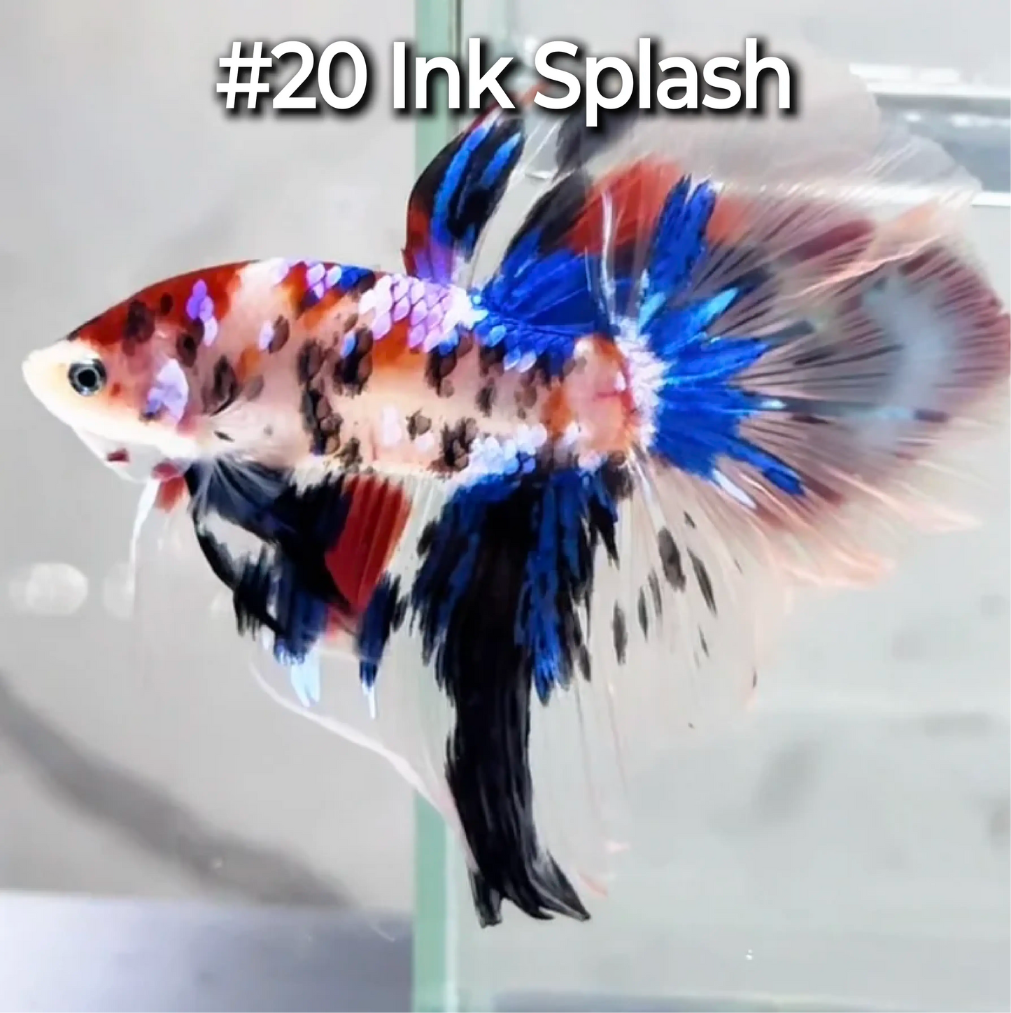 Halfmoon Betta Fish (Male) – Multicolor – Choose Your Exact Fish (WYSIWYG) – Set #3
