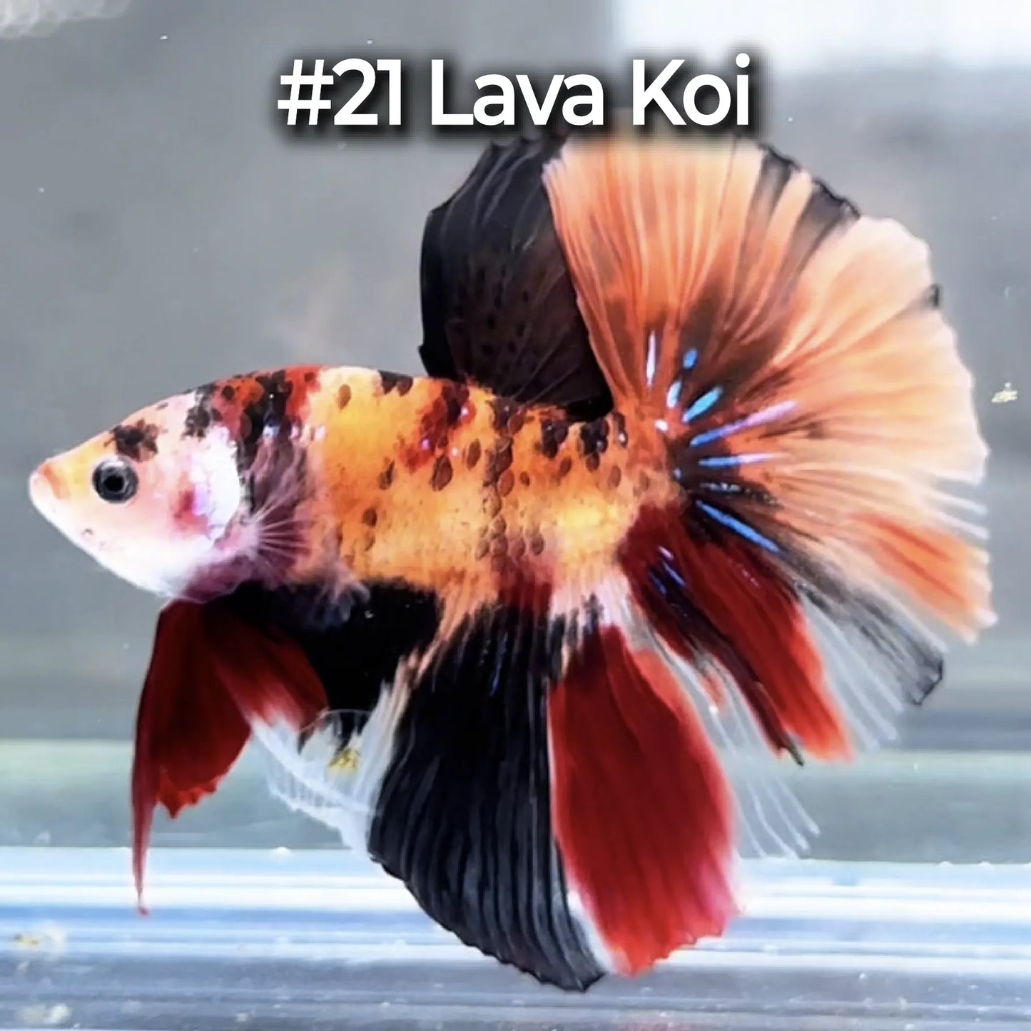 Halfmoon Betta Fish (Male) – Multicolor – Choose Your Exact Fish (WYSIWYG) – Set #3