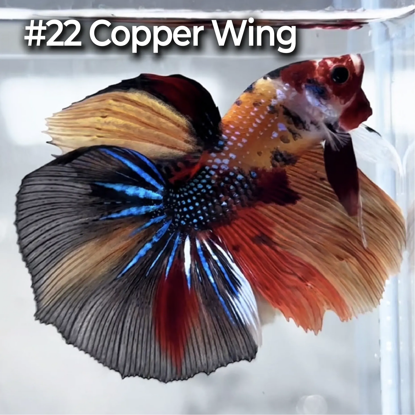 Halfmoon Betta Fish (Male) – Multicolor – Choose Your Exact Fish (WYSIWYG) – Set #3