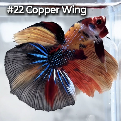 Halfmoon Betta Fish (Male) – Multicolor – Choose Your Exact Fish (WYSIWYG) – Set #3