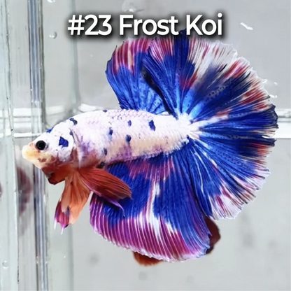 Halfmoon Betta Fish (Male) – Multicolor – Choose Your Exact Fish (WYSIWYG) – Set #3